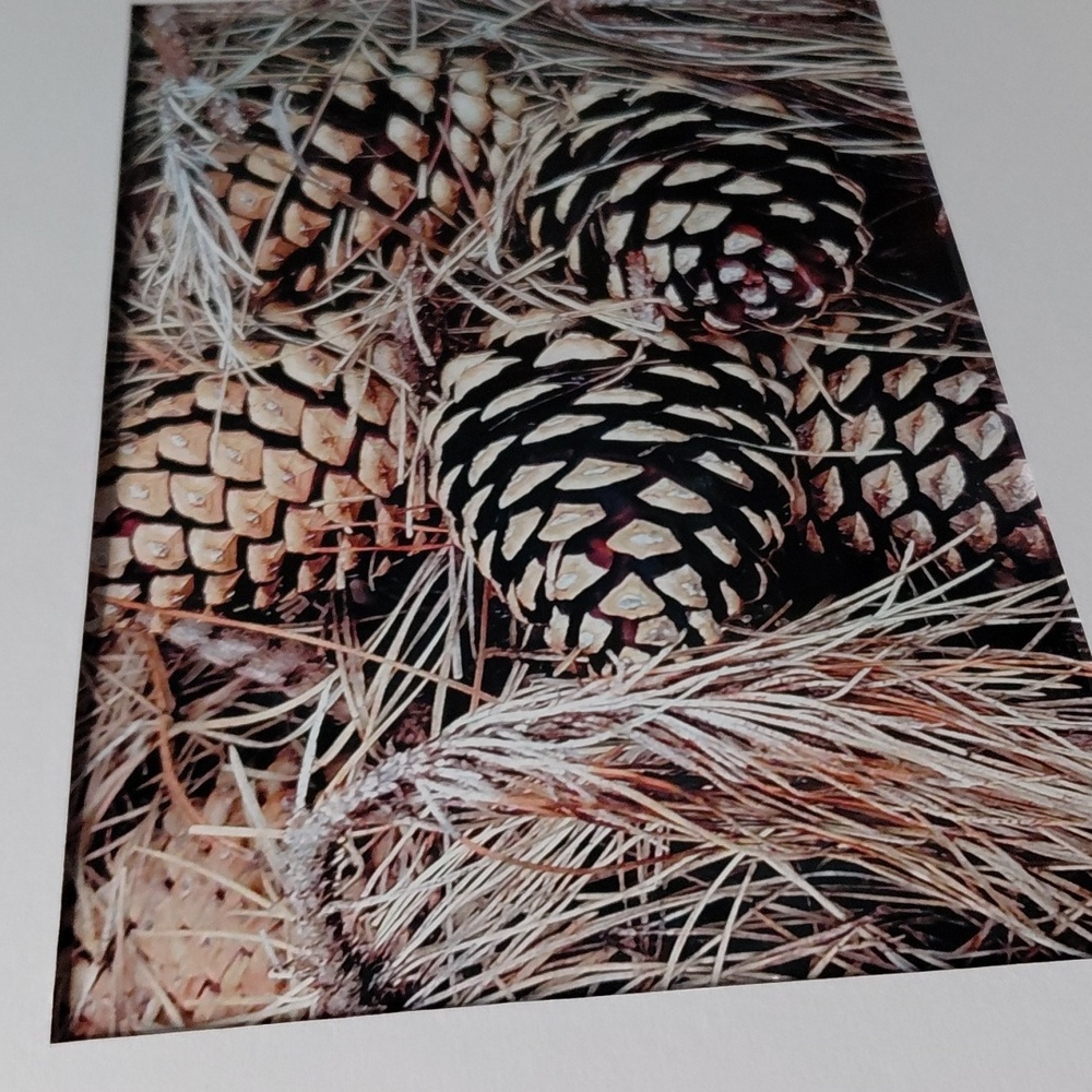 Rustic Pine Cone Art Photo By Jack E. Stiddard 5x7/8x10 Mat - Picture 3 of 6